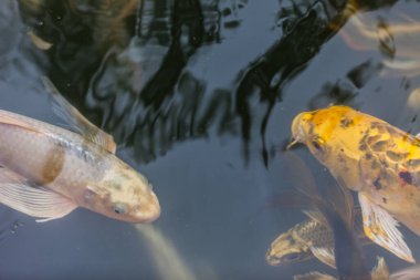Güzel koi balığı gölette yüzüyor.