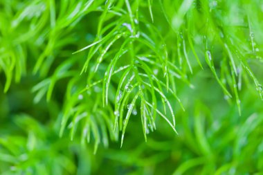 Arkaplan için küçük Bitkiye Yağmur Damlaları