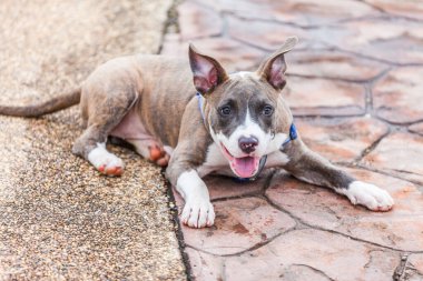 Parkta yatan sevimli pitbull köpeği.