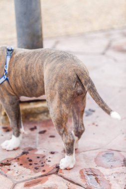 Tail and butt  Pit Bull dog standing in the park