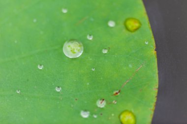 Arkaplanda su damlası olan yeşil nilüfer yaprağı