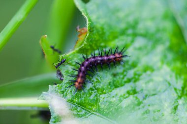 Yaprak yiyen siyah solucanlar, doğa.