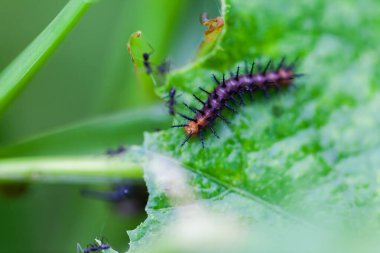 Yaprak yiyen siyah solucanlar, doğa.