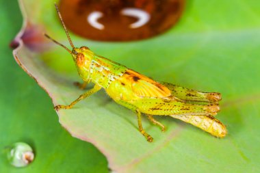 Yaprağın üzerinde çekirge, Doğa