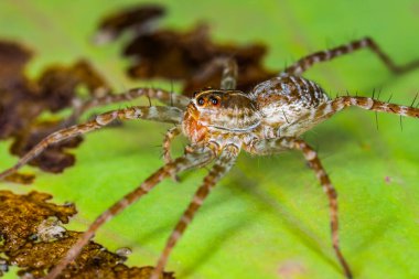 Nilüfer yaprağına konmuş Örümcek, Doğa