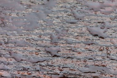 Yağmur sırasında ahşap zeminde su damlası, soyut arkaplan, sığ alan derinliği