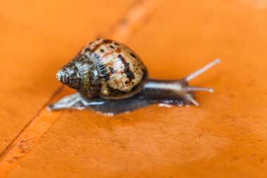 Salyangoz yerde sürünüyor, Tayland