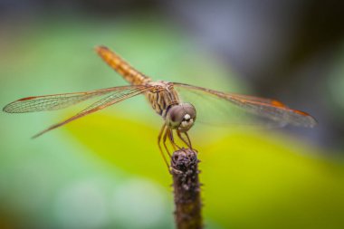 Sabahları bir dal üzerinde dinlenen yusufçuk Makro 'su