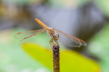 Sabahları bir dal üzerinde dinlenen yusufçuk Makro 'su