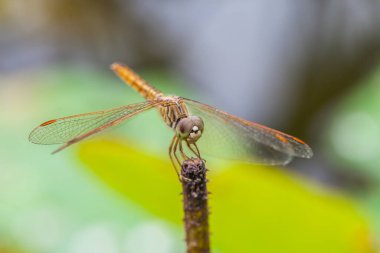 Sabahları bir dal üzerinde dinlenen yusufçuk Makro 'su