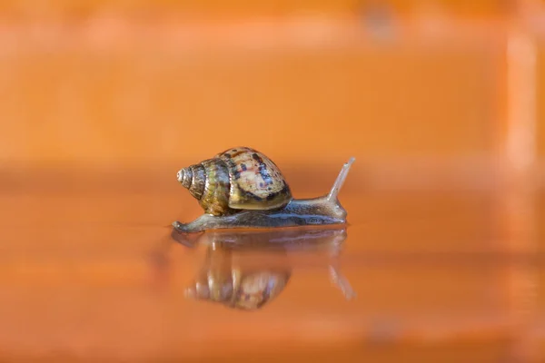 Snail Crawling Floor Thailand — Stock Photo, Image