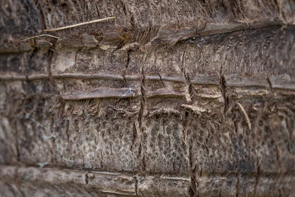 Hindistan Cevizi Ağacı Gövdesi Dokusu Tayland — Stok fotoğraf