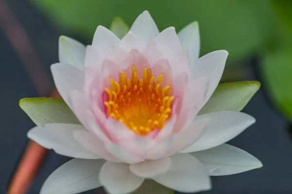 Beyaz Lotus Çiçeği Tayland — Stok fotoğraf