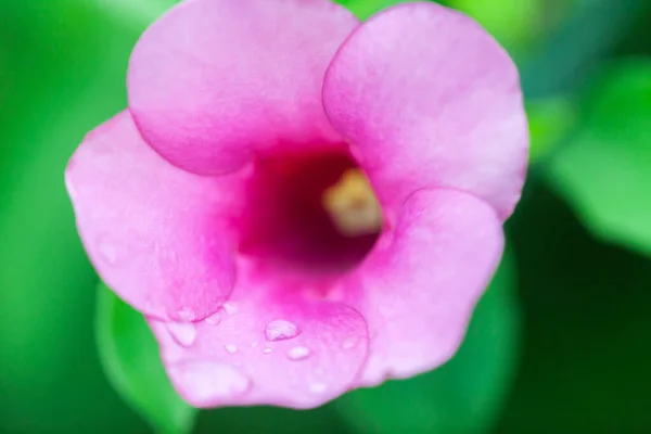 분홍색 꽃잎에 물방울을 떨어뜨린다 — 스톡 사진
