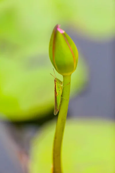 Grasshopper Perched Lotus Flower Thailand — Stock Photo, Image