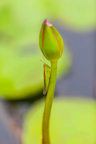 タイのハスの花に包まれた買い物客 — ストック写真