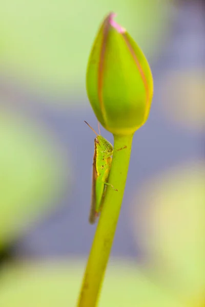 Grasshopper Empoleirado Uma Flor Lótus Tailândia — Fotografia de Stock