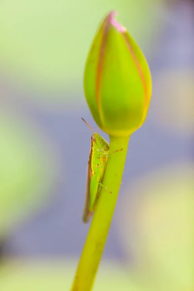 Grasshopper Posado Sobre Una Flor Loto Tailandia — Foto de Stock