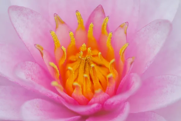 Pink Lotus Flower — 图库照片