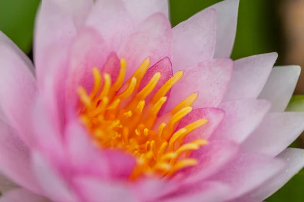 Pink Lotus Flower Thailand — Stockfoto