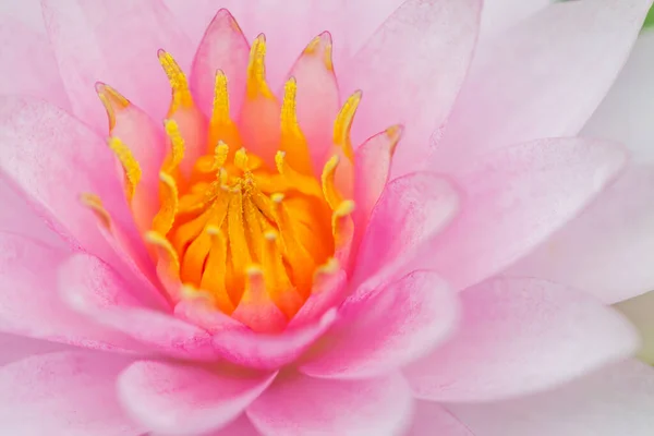 Pink Lotus Flower Thajsko — Stock fotografie