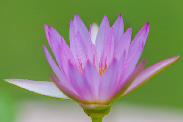 Mor Lotus Çiçeği Tayland — Stok fotoğraf