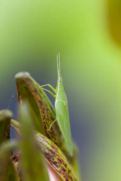 Grasshopper Posado Sobre Una Flor Loto Tailandia —  Fotos de Stock
