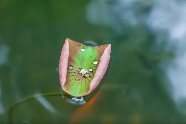 蓮の葉の水滴を背景に — ストック写真