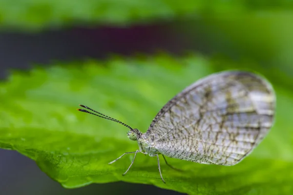 Beautiful White Butterfly Perched Leaf Nature — Stock Photo, Image