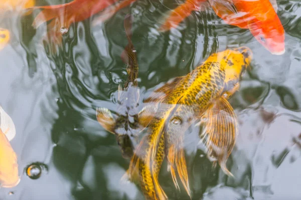 Красива Риба Кої Плаває Ставку — стокове фото
