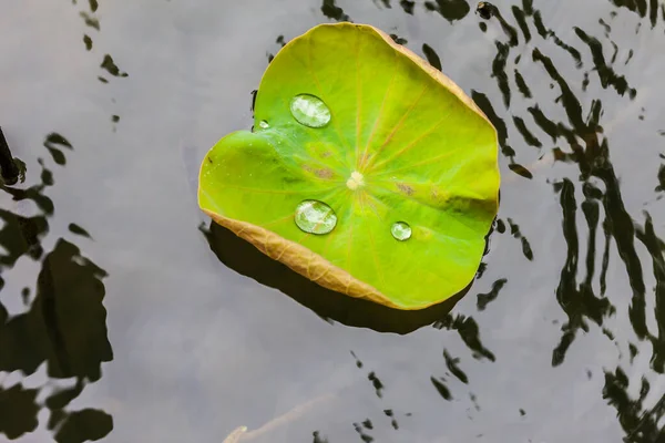 背景として水滴のある緑蓮の葉 — ストック写真