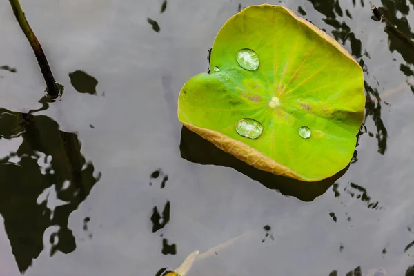 Arkaplanda Damlası Olan Yeşil Nilüfer Yaprağı — Stok fotoğraf