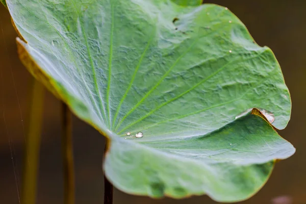 Green Lotus Leaf Water Drop Background — Stock Photo, Image