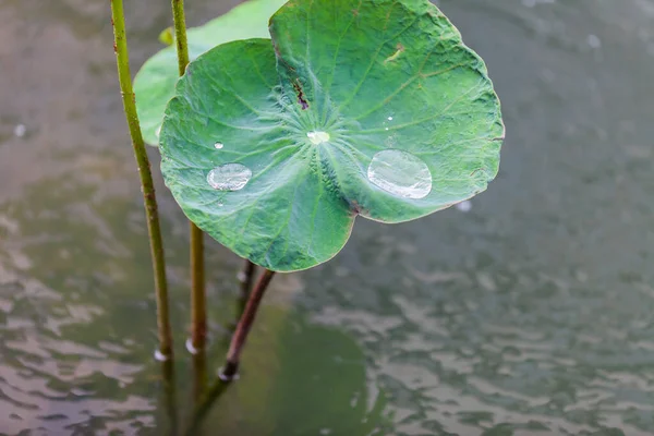 Green Lotus Leaf Water Drop Background — Stock Photo, Image