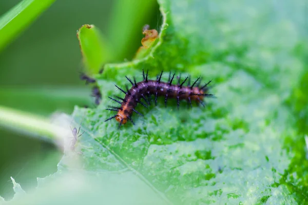 Gusanos Negros Comiendo Hojas Naturaleza —  Fotos de Stock