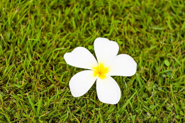 Frangipani Blomma Eller Plumeria Gräs Natur — Stockfoto