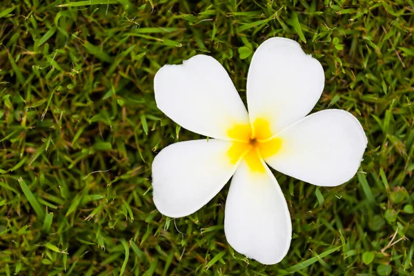 Frangipani Blume Oder Plumeria Auf Gras Natur — Stockfoto