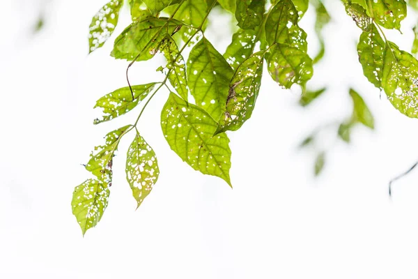 Blatt Mit Löchern Von Schädlingen Gefressen Natur — Stockfoto