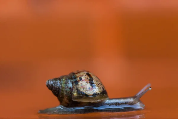 Snail Crawling Floor Thailand — Stock Photo, Image