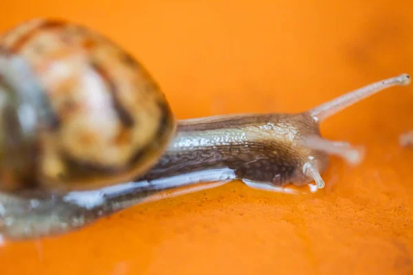 Caracol Rastejando Chão Tailândia — Fotografia de Stock