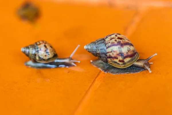 Snail Crawling Floor Thailand — Stock Photo, Image