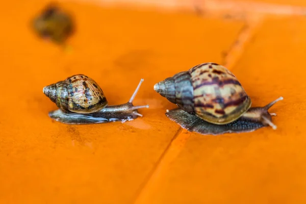 Snail Crawling Floor Thailand — Stock Photo, Image