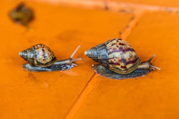 Snail Crawling Floor Thailand — Stock Photo, Image