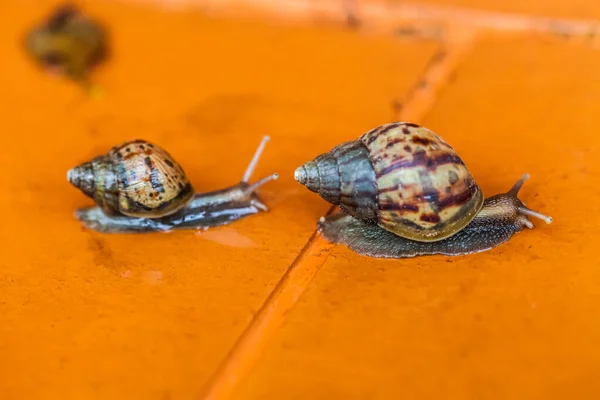 Snail Crawling Floor Thailand — Stock Photo, Image