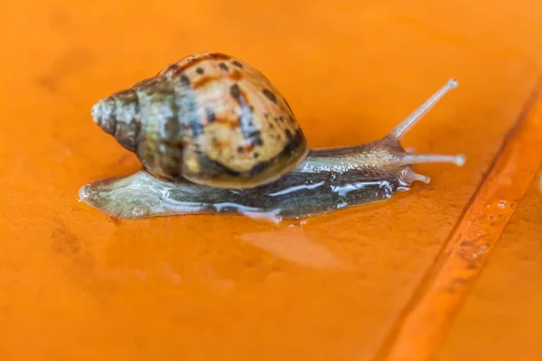 Caracol Rastejando Chão Tailândia — Fotografia de Stock