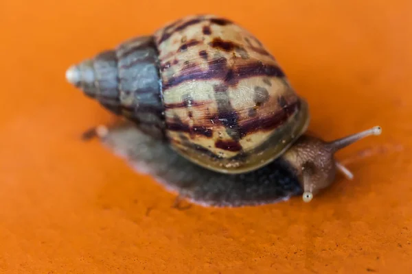 Caracol Rastejando Chão Tailândia — Fotografia de Stock