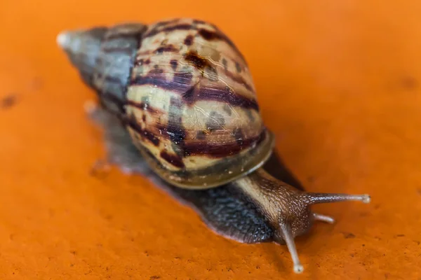 Caracol Rastejando Chão Tailândia — Fotografia de Stock