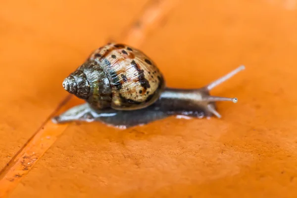 Caracol Rastejando Chão Tailândia — Fotografia de Stock