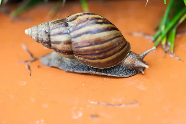 Caracol Rastejando Chão Tailândia — Fotografia de Stock