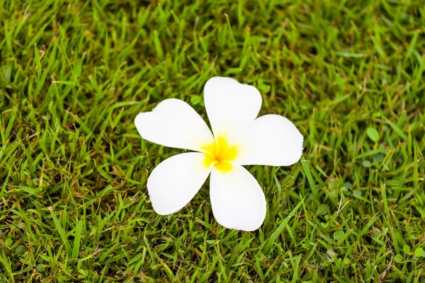 Frangipani Flower Plumeria Grass Nature Royalty Free Stock Photos